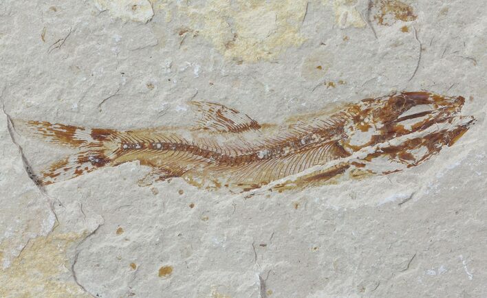 Cretaceous Fossil Fish (Davichthys) - Lebanon #70428